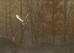 David Plant Photography - Wildlife Photographer - Barn owl flying - B